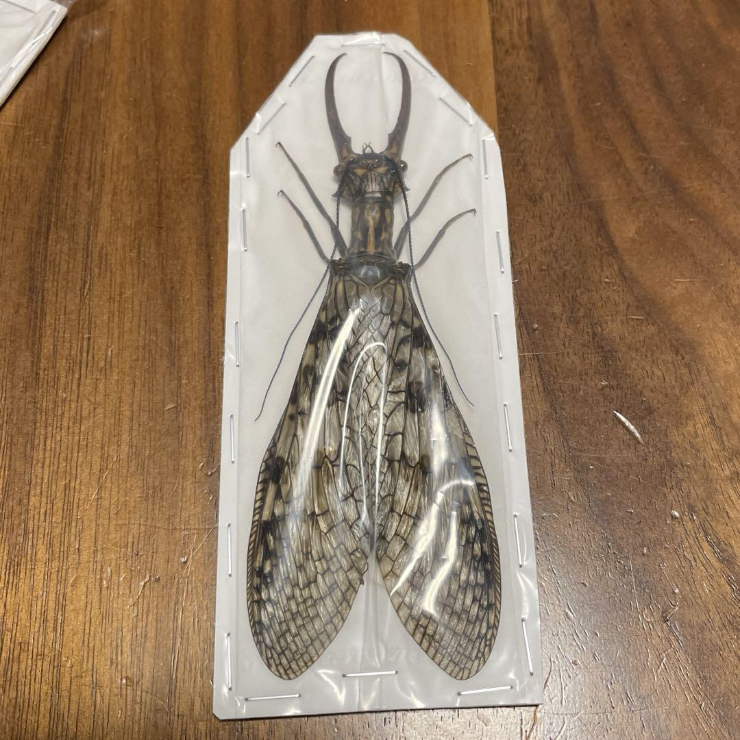 オオキバヘビトンボ 標本 （甲虫標本専門店 花滝 -Hanataki- on