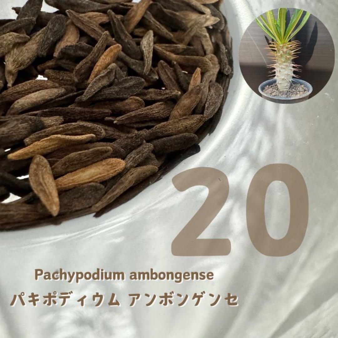 高質 s*u様 アンボンゲンセ パキポディウム 【種子】20粒 ハーブ