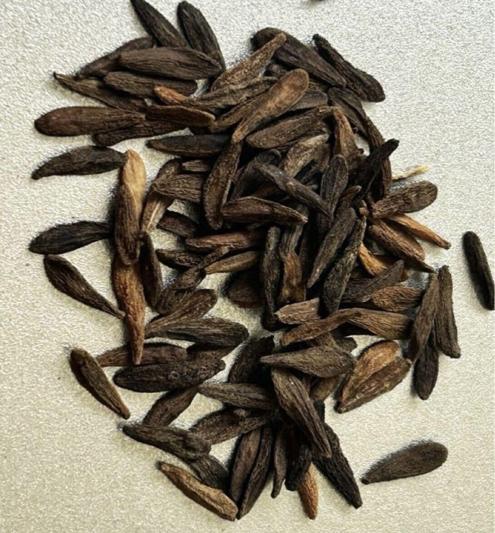 種子10粒パキポディウムアンボンゲンPachypodium ambongense