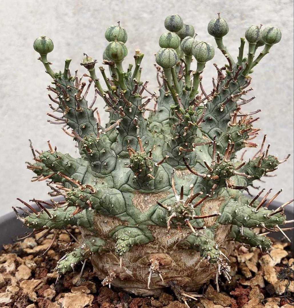 特選ユーフォルビア デセプタ/Euphorbia decepta/希少種子5粒