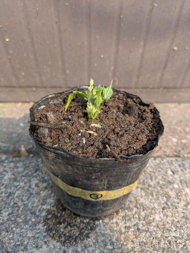 【お茶】　ハヤトウリ 種 苗 ハヤトウリの苗 ③（実の色が緑）×1個 （はやとうり【地植え】の