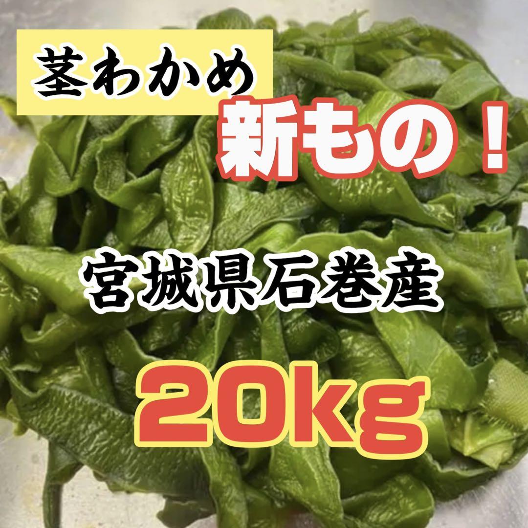 茎わかめ 宮城県石巻産 新もの！ （南三陸十三浜産！磯の香り