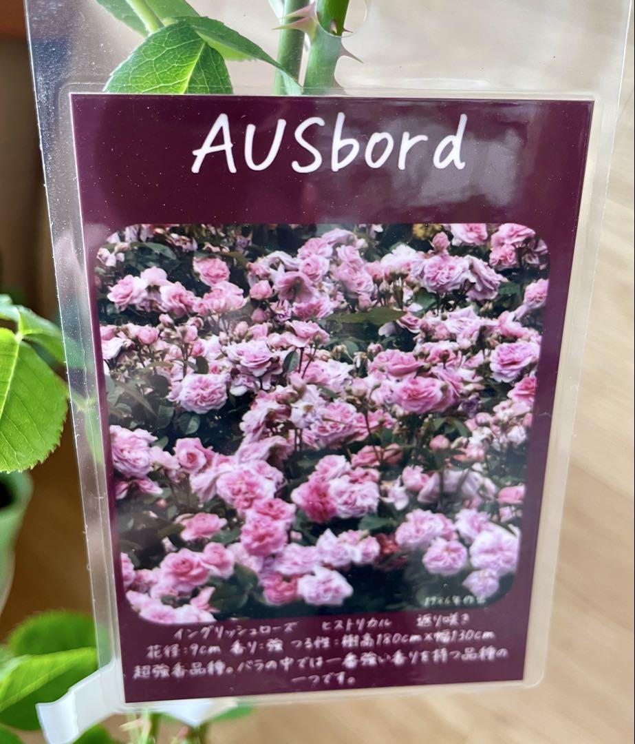 ✴️ AUSbord ✴️ ヒストリカルイングリッシュローズ ✴️ 新苗