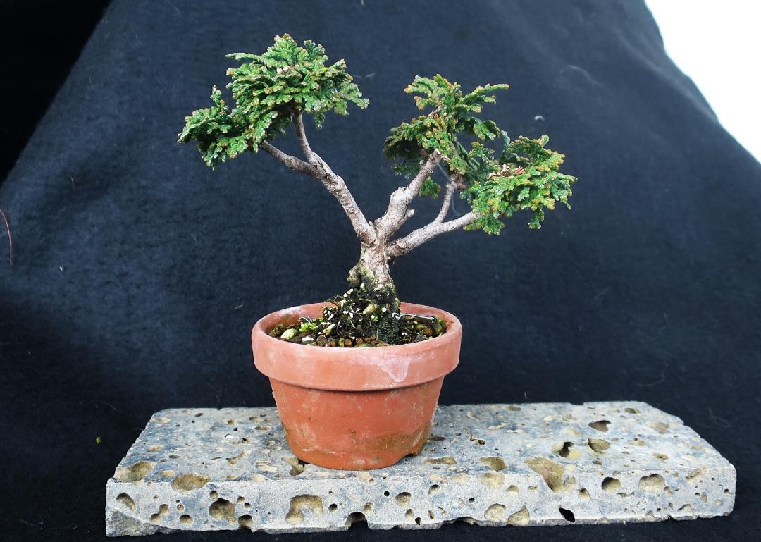 【貴風 津山檜盆栽】真柏　　　⭕希少、美品、お薦め品❗ 貴風 津山檜盆栽】真柏 ⭕希少、美品、お薦め品❗ - メルカリ