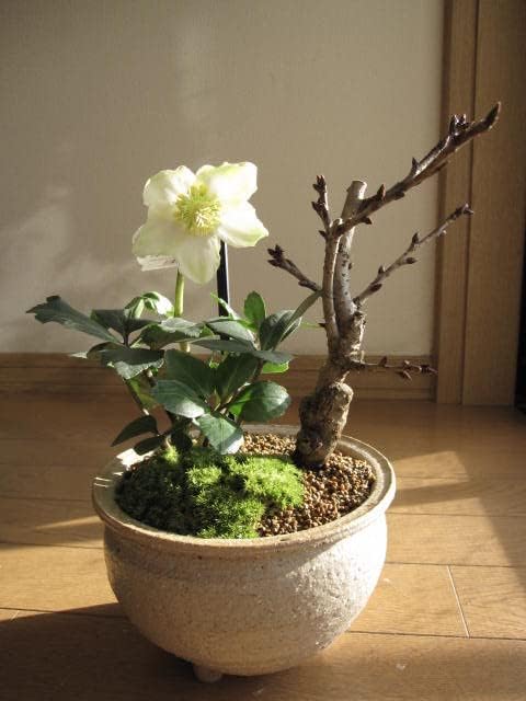 クリスマスローズと桜の寄せ植え盆栽鉢花 （楽天市場