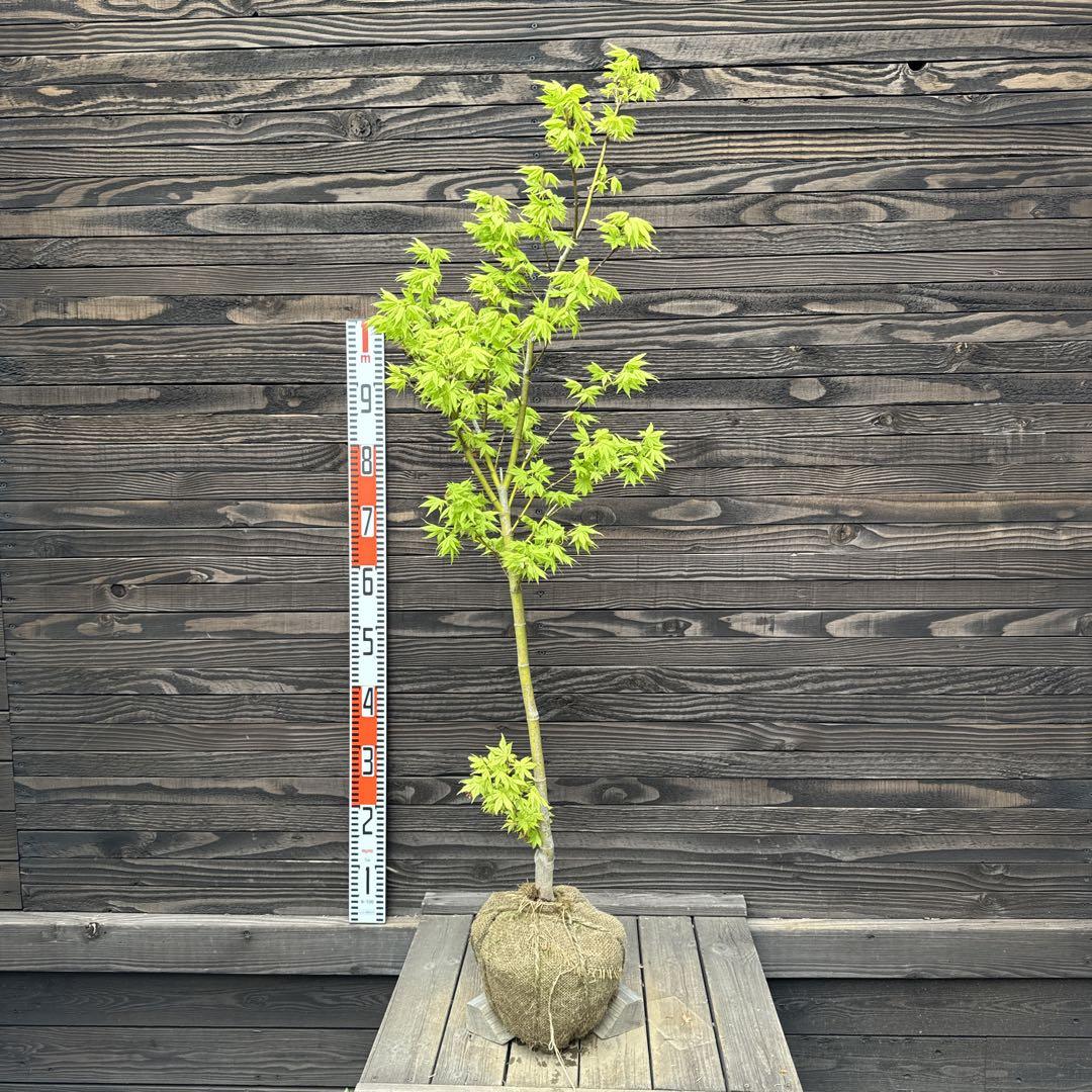 紅葉(モミジ)鴫立沢（シギタツサワ）【現品発送】管理70553 楽天市場】【現品発送】シギタツザワモミジ(鴫立沢紅葉) 8号