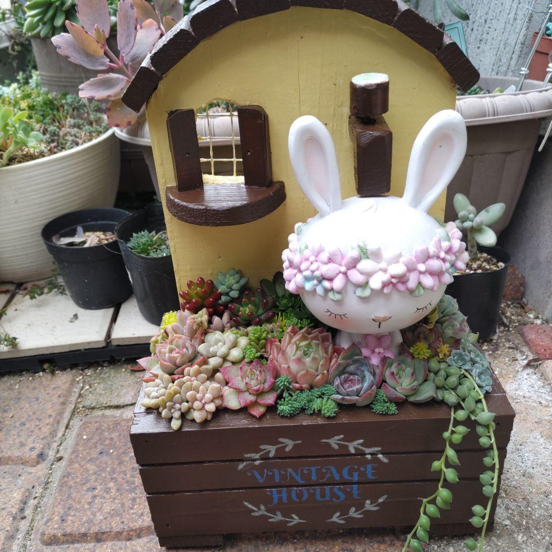 ♥専用♥多肉植物♥そのまま飾れる寄せ植え♥うさぎちゃん♥