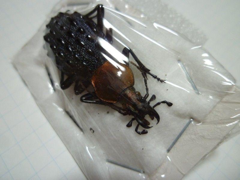 イシズカカブリモドキ♂/四川省.巫山産【標本】 m39164685208_1.jpg?1675313302