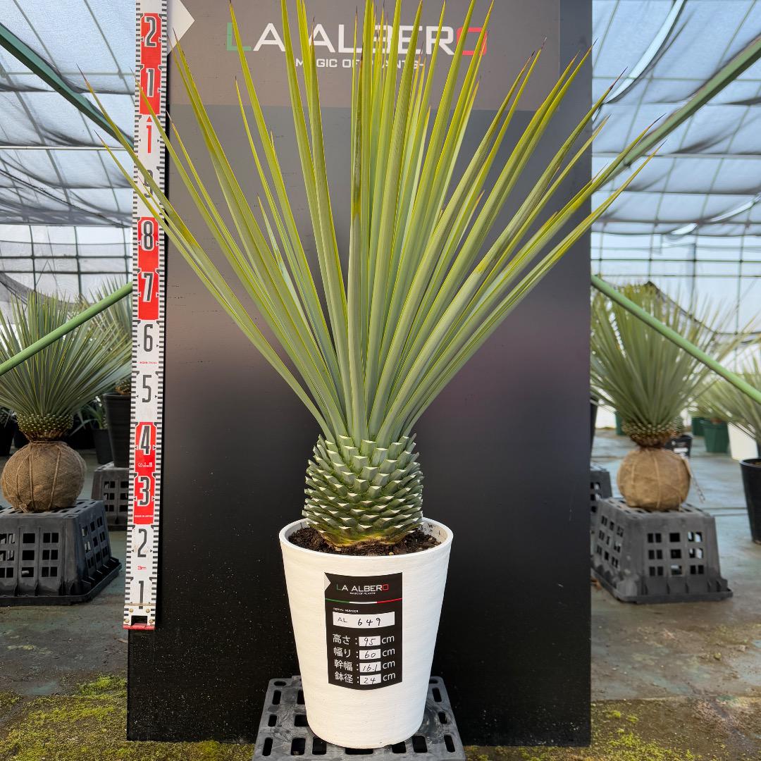AL925】ユッカ リギダ ブルー個体 観葉植物