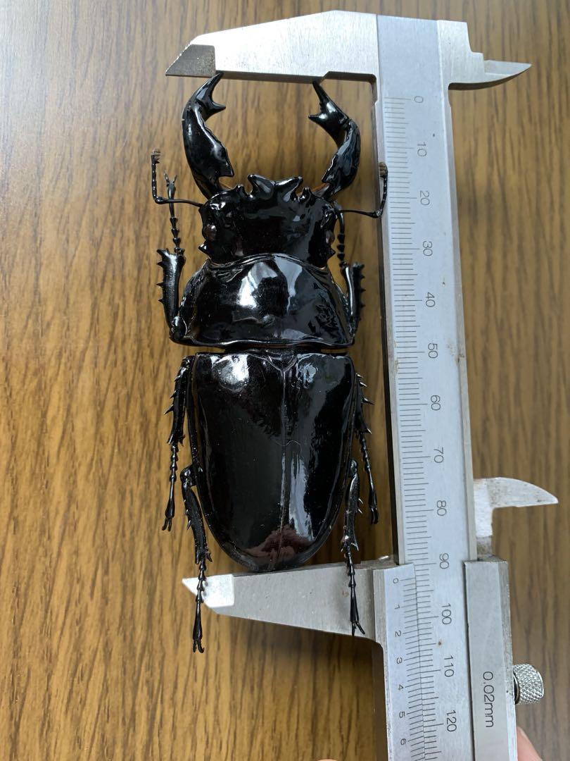 bukis9889 モラリスツヤクワガタ 標本 フェモラリスツヤクワガタ 標本 <1215z昆虫標本>（フェモラリス