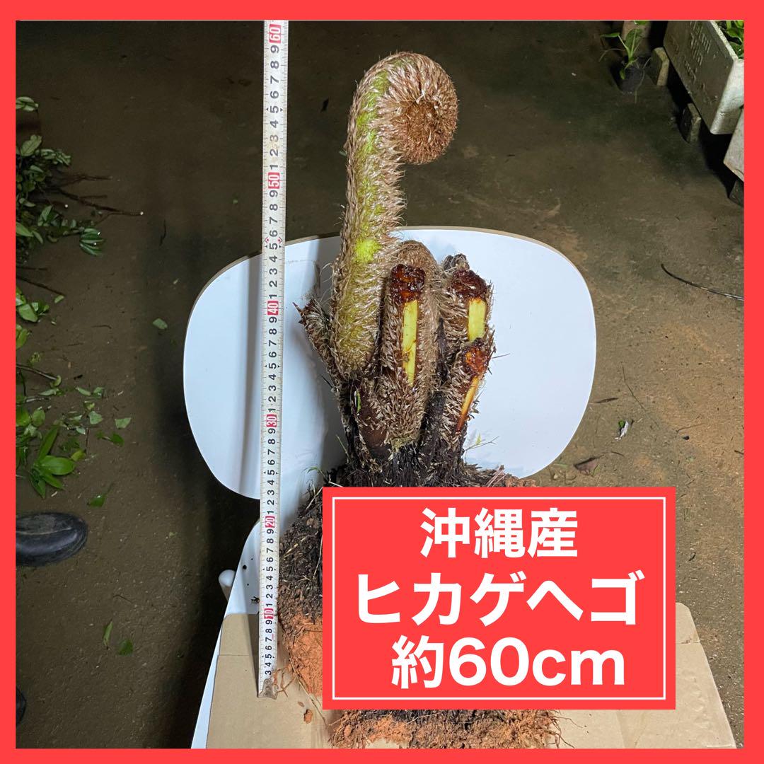 沖縄産】 ヒカゲヘゴ ヘゴの木 大 （ヒカゲヘゴ - 沖縄百科事典