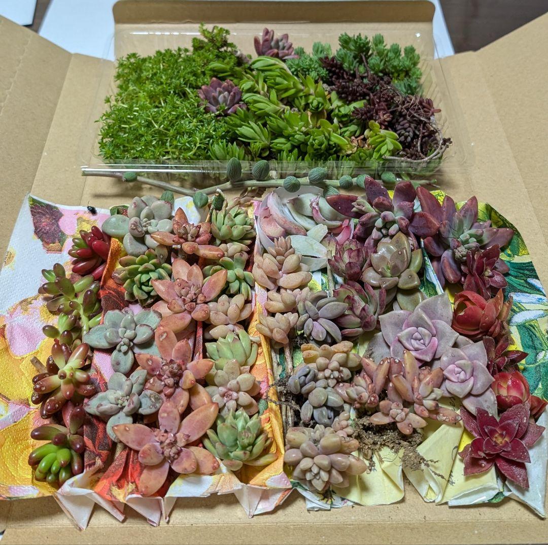 多肉植物&セダムのカット苗・抜き苗【寄せ植えセット】 （j 多肉