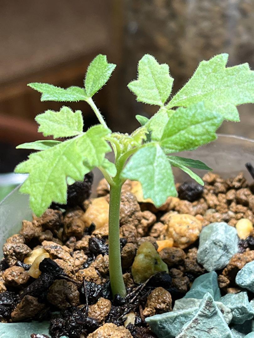 ボスウェリア サクラ4 （種子] ボスウェリア サクラ Boswellia