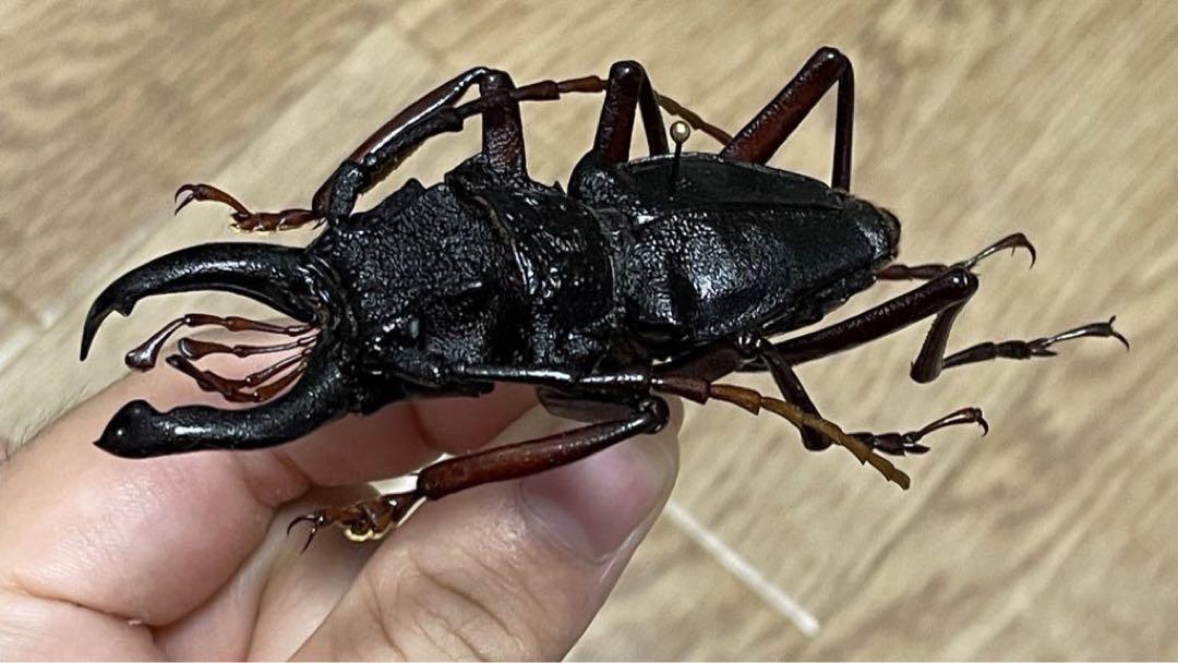 カシクスオニノコギリカミキリ 標本 大型（奄美大島 アマミ