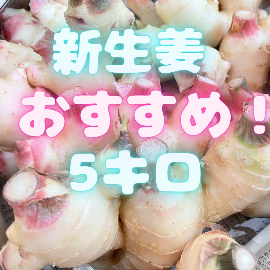 めっちゃ安い！！ 新生姜 高知県 5キロ 箱込 173 （長崎の海鮮