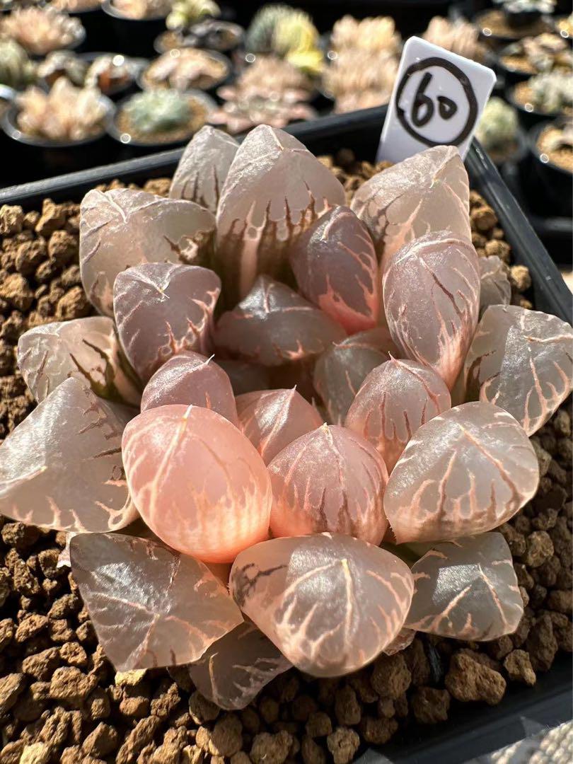 21AAA ハオルチア 多肉植物 赤い鳥糊斑 自家繁殖 60a番 ハオルチア 多肉植物 赤い鳥実生 自家繁殖(8B ハオルチア
