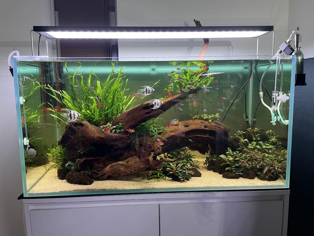 大ちゅん！ADA水槽セット ADA - NATURE AQUARIUM - ゼロからはじめるネイチャーアクアリウム