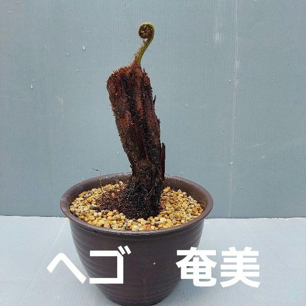 亜熱帯のシダ 奄美大島産 ① （亜熱帯のシダ チャボヘゴ 奄美