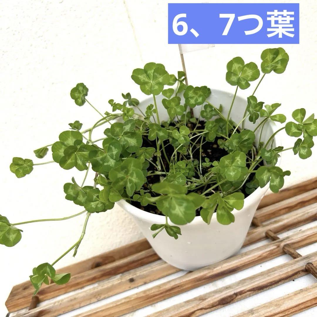 ☆四つ葉のクローバ☆ 楽天市場】四葉のクローバー 苗 9cmポット 四つ葉 よつば : ここなぎ