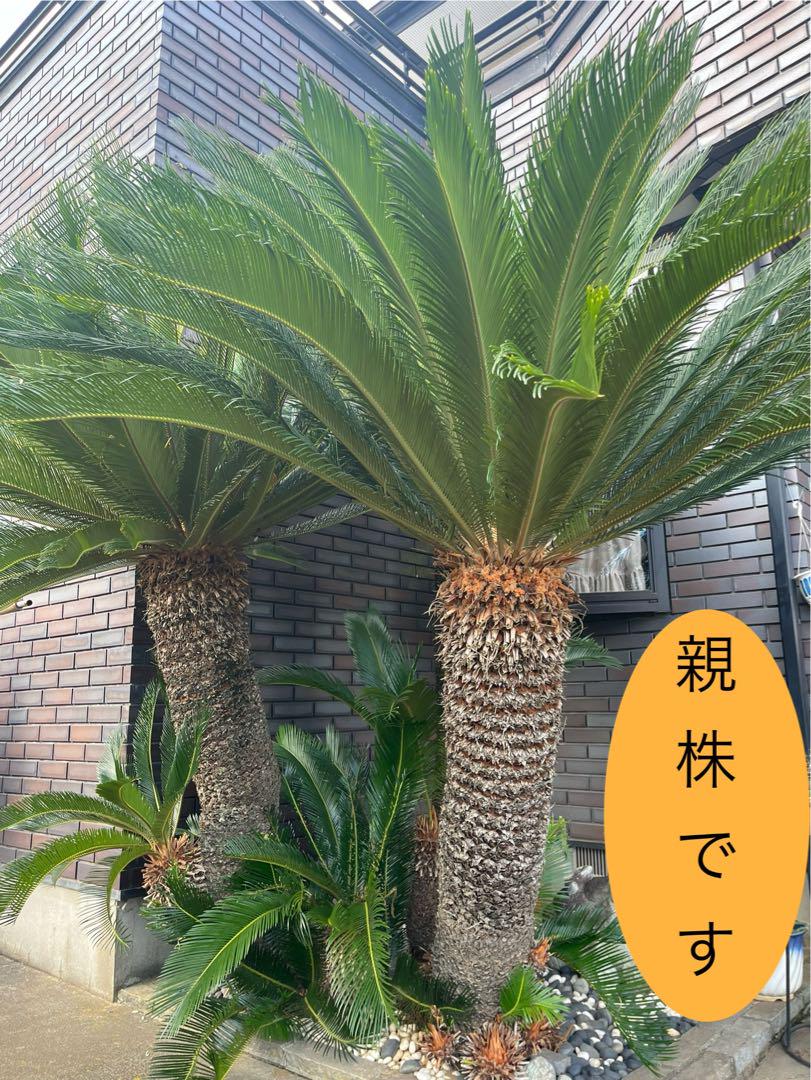 ソテツ蘇鉄 抜き苗発送 （観葉植物 ソテツ 蘇鉄 8号鉢苗 大型