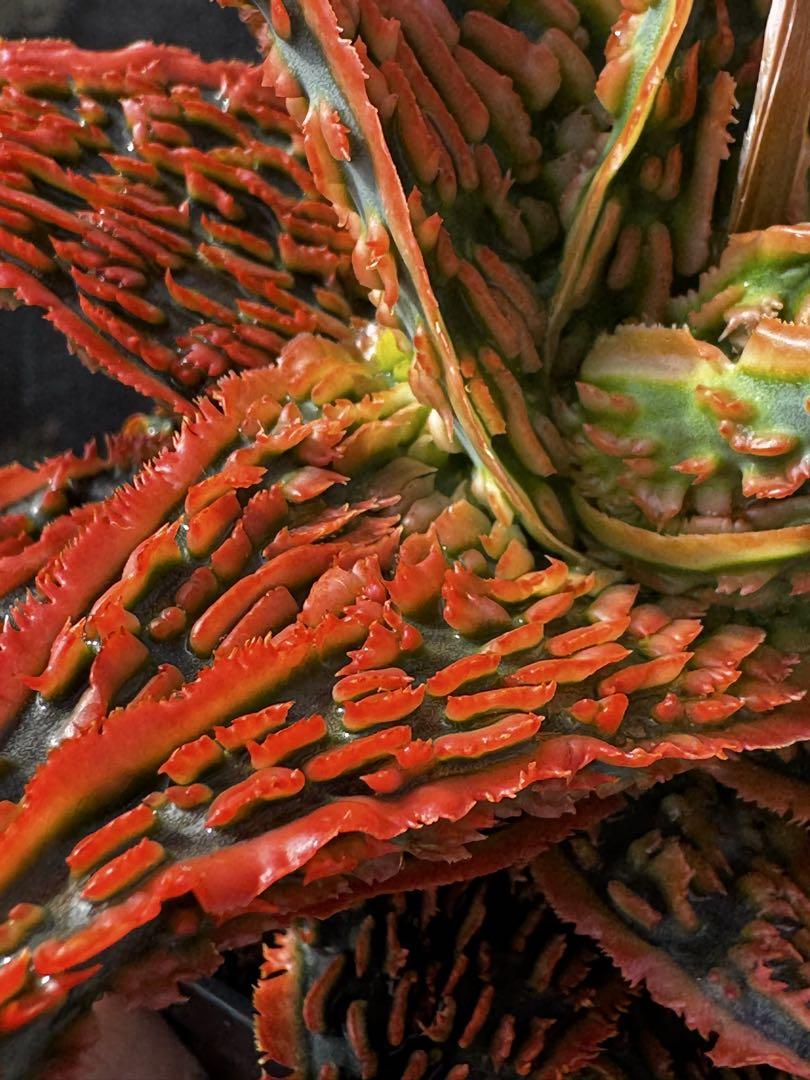 Aloe hybrid アロエ ハイブリッド 親株 第四種 （Aloe 締め切っ