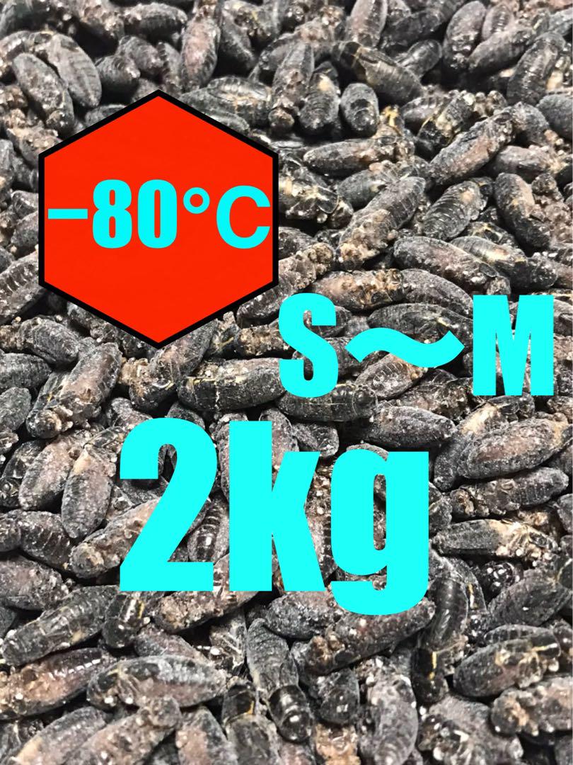 北陸中部関西中国四国地方の方 冷凍コオロギ1kg M・Lサイズ