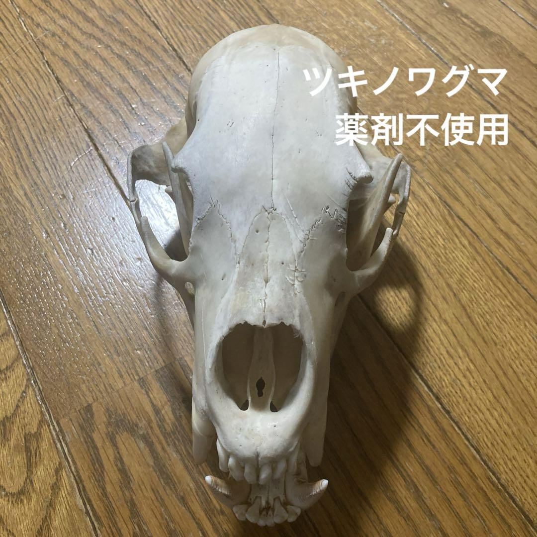 頭蓋骨　ツキノワグマ頭蓋骨　熊の骨オブジェ　希少コレクション　薬剤不使用 頭蓋骨 ツキノワグマ頭蓋骨 熊の骨オブジェ 希少コレクション