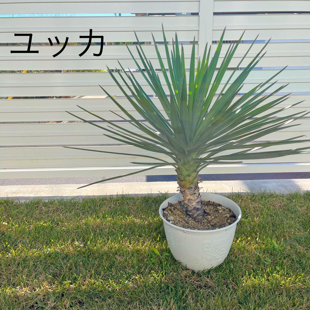 ユッカ　アロイフォリア（センジュラン）千寿蘭　植物　ロックガーデン ユッカ アロイフォリア（センジュラン）千寿蘭 植物 ロック