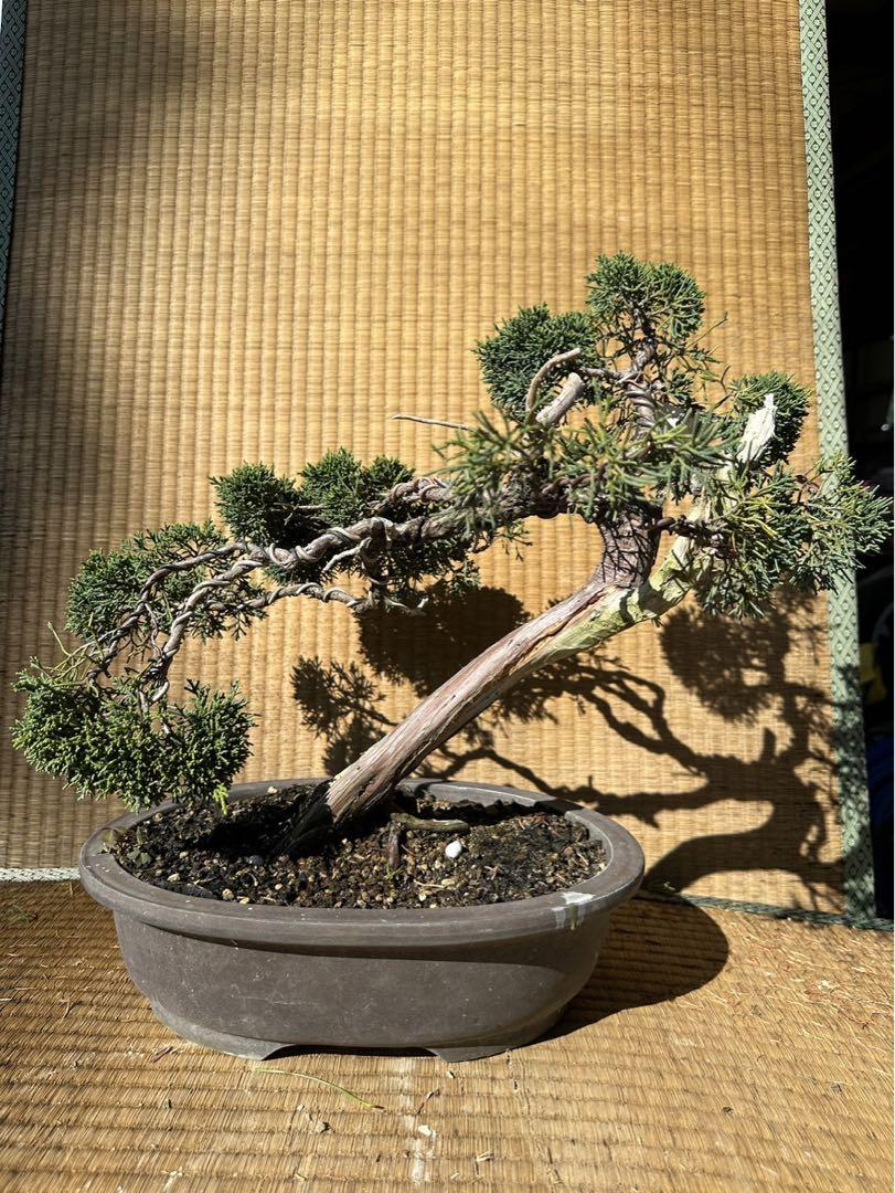 真柏 山木 中品盆栽 ジン シャリ 神 舎利 （⭕️盆栽！(山採り