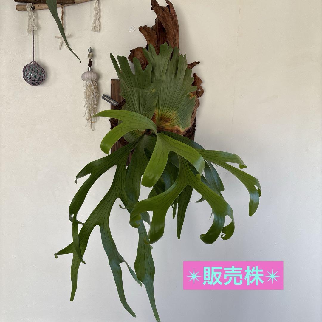 ビカクシダ コロナリウム ワイルド 大株 （ビカクシダ
