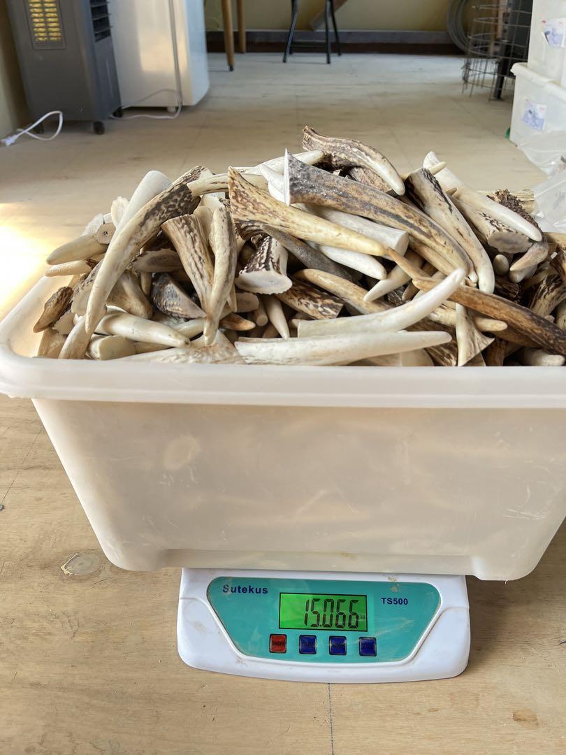 鹿の角 エゾシカ 角 【大小詰合わせ】 5kg 端材 アクセサリー