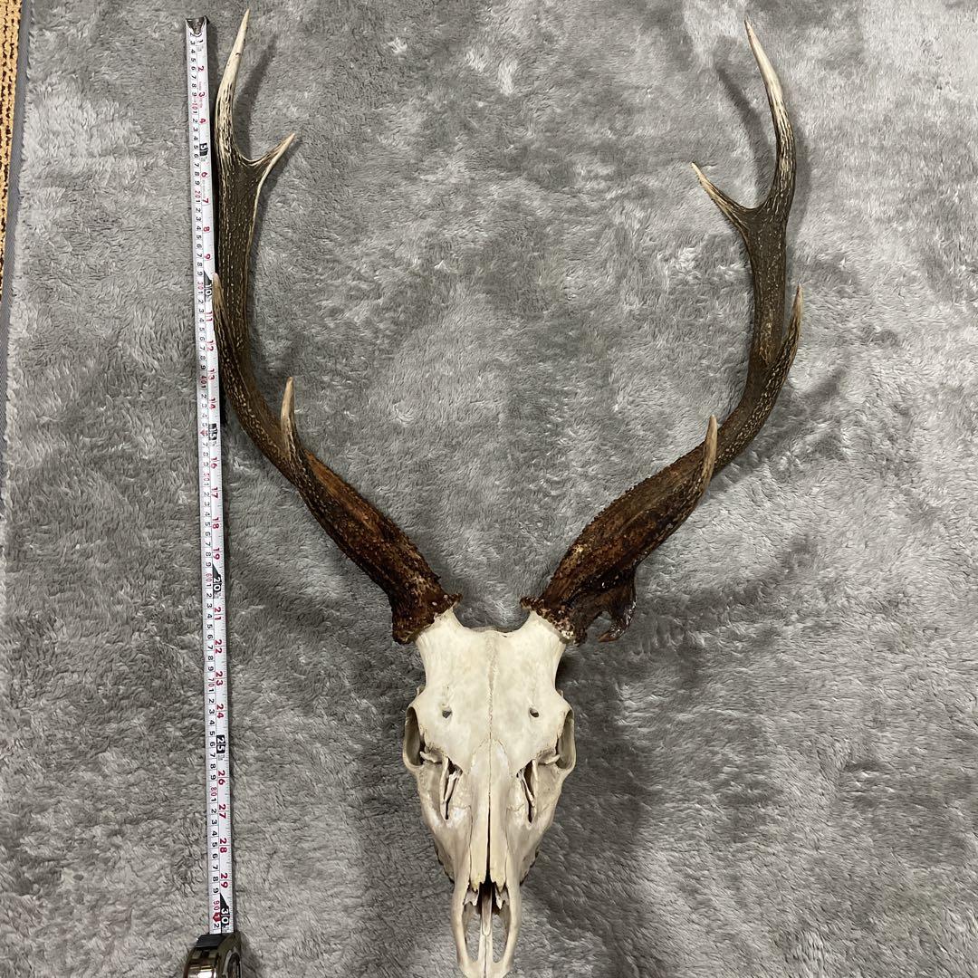 002 スカル頭蓋骨　ハンティングトロフィー　剥製　はく製　エゾシカ 鹿の頭骨標本 70cm 2本角 （鹿 シカ 頭蓋骨 ツノ 角 標本 スカル