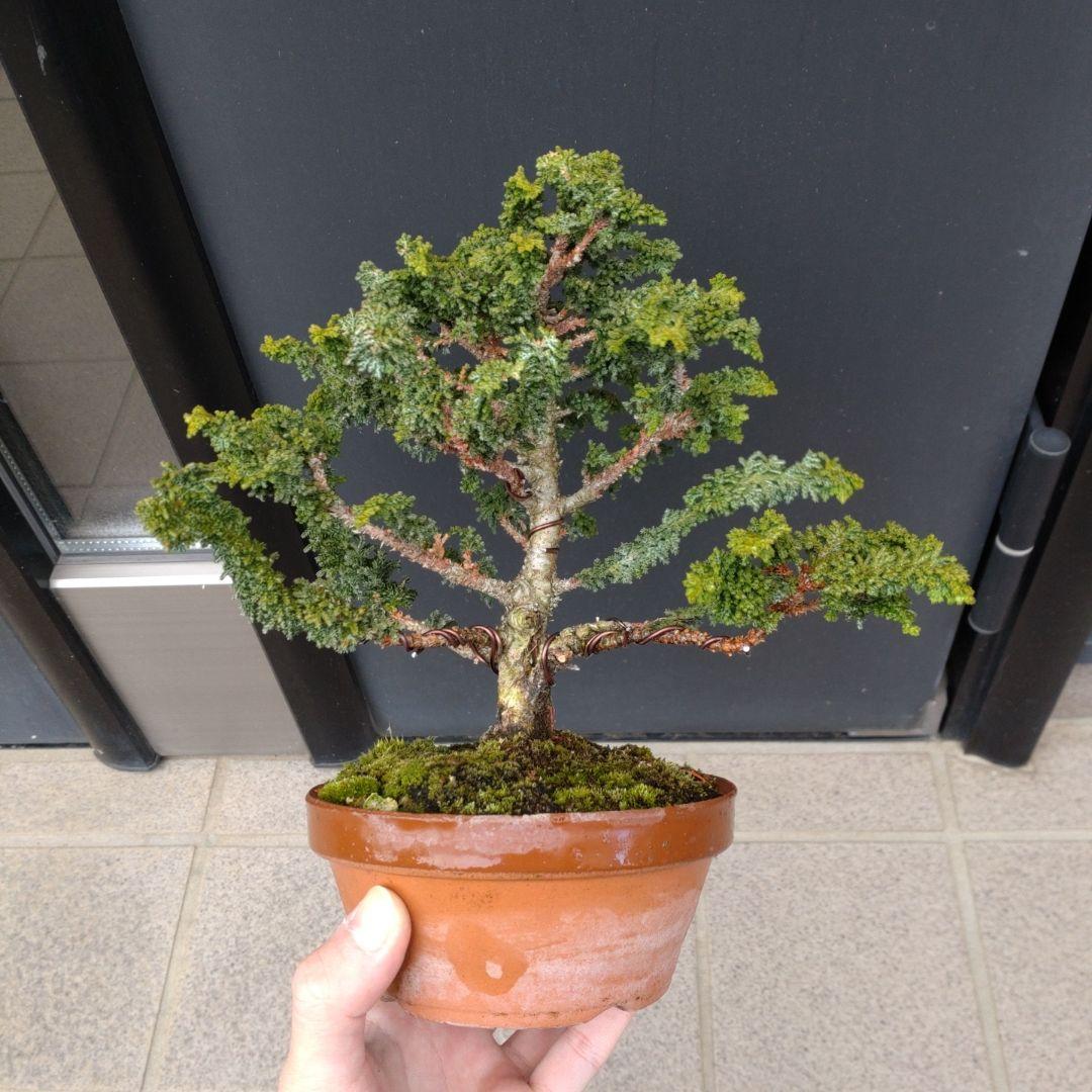 石化檜 石化ヒノキ 小品 盆栽 素材（盆栽苗：石化桧(せきか