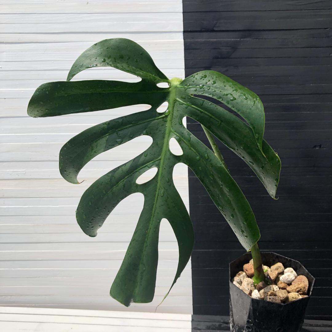 希少レア　モンステラ スケルトン　観葉植物 希少レア モンステラ スケルトン 観葉植物（おすすめ観葉植物