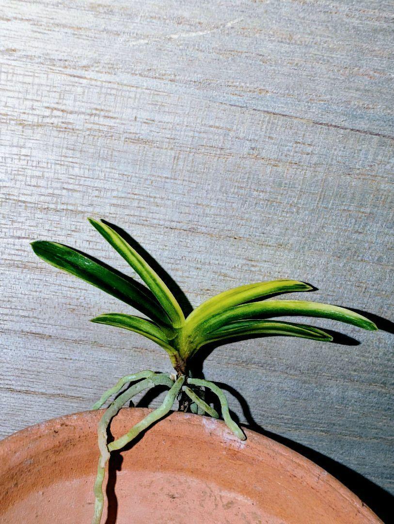 富貴蘭 金牡丹縞(群青) （富貴蘭【金牡丹白縞】最上柄！｜花、園芸）
