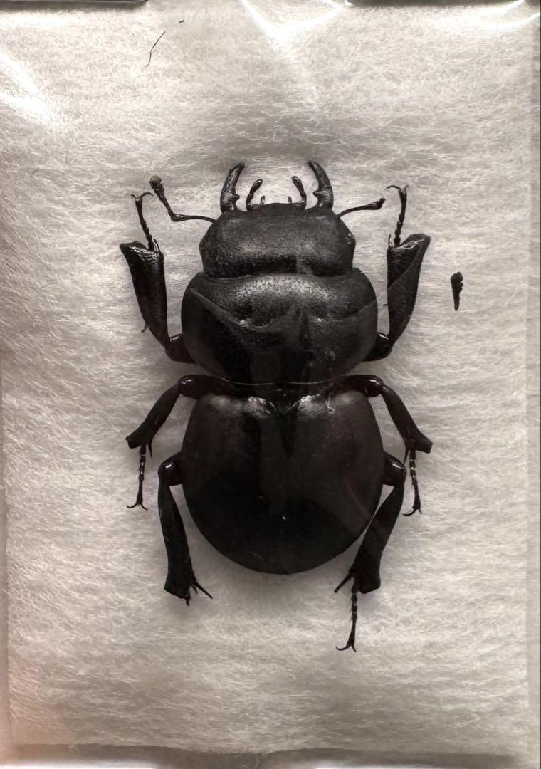 ハワイハネナシクワガタ 標本 使いこなさ