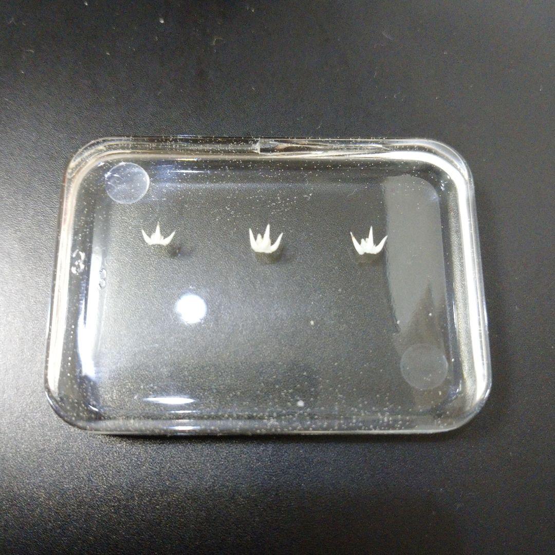 希少】ラブカの歯 本物 樹脂封入標本 レジン封入標本 深海鮫