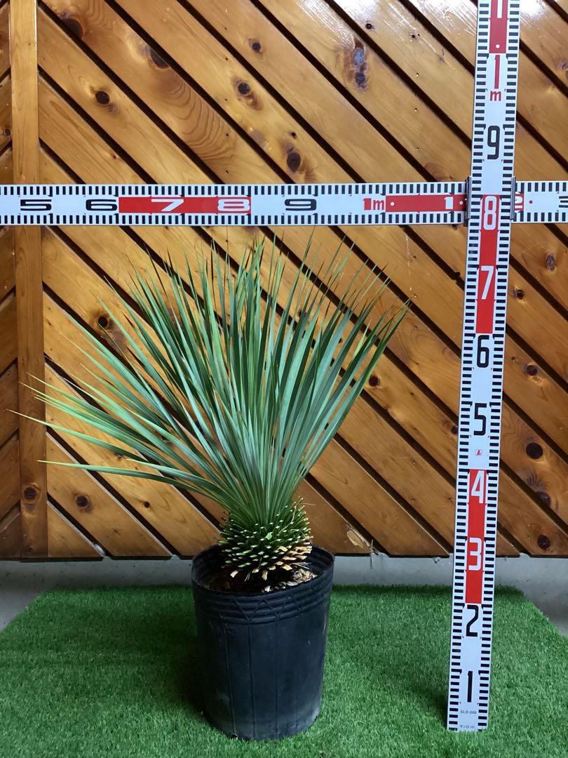 ユッカ ロストラータ （ユッカ ロストラータ(鉢高 70cm) Yucca