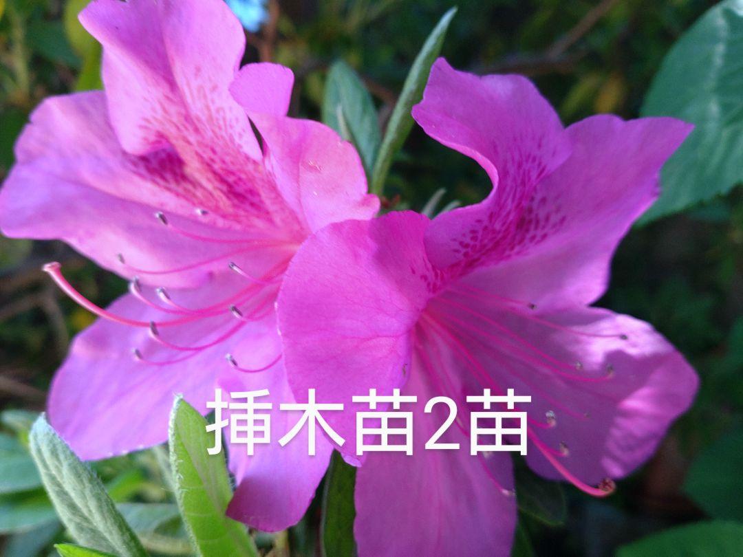 激安ツツジ2苗 （楽天市場】希少種 八重咲き 信濃 ツツジ 苗