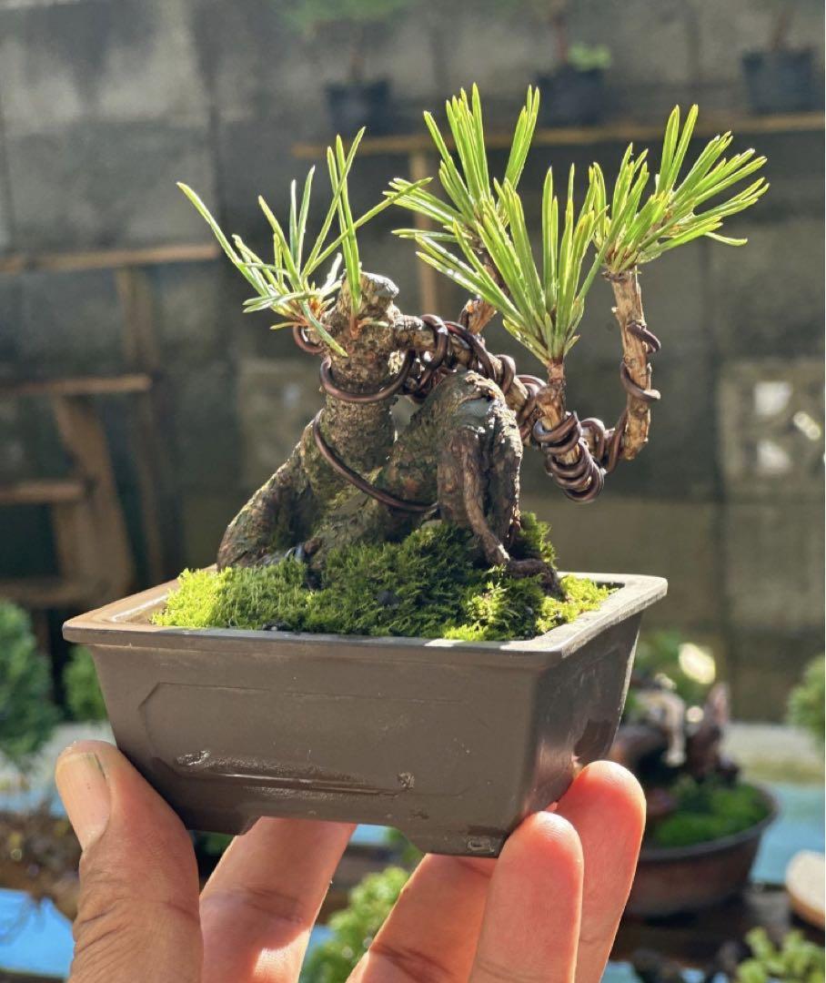 黒松盆栽 （黒松 盆栽 株立ち クラマシダ 植物 鉢付き