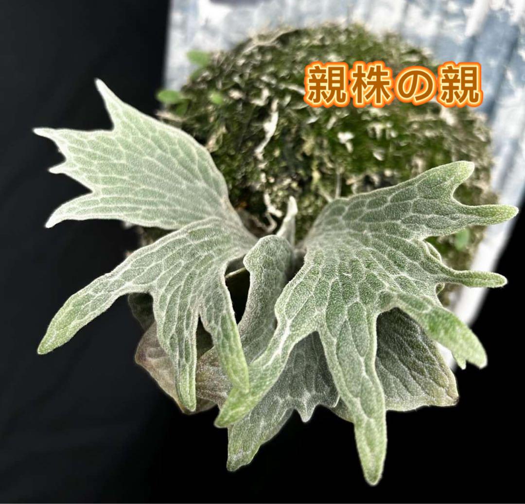 ビカクシダWillinckii Watchara Fish Bone pup（p.willinckii