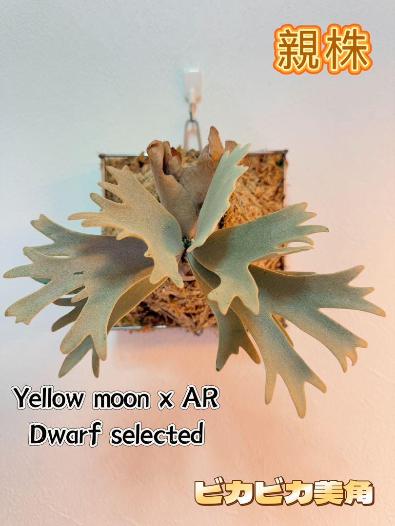3*︎様 ビカクシダ yellow moon dwarf 胞子体 🌙 P. willinckii 'Kaguya'【迦具夜】🌙 〜《Yellow Moon Dwarf