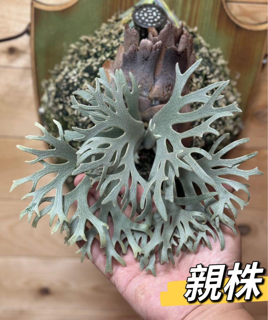 大サイズ ビカクシダ P.willinckii 'Bacteria' spore