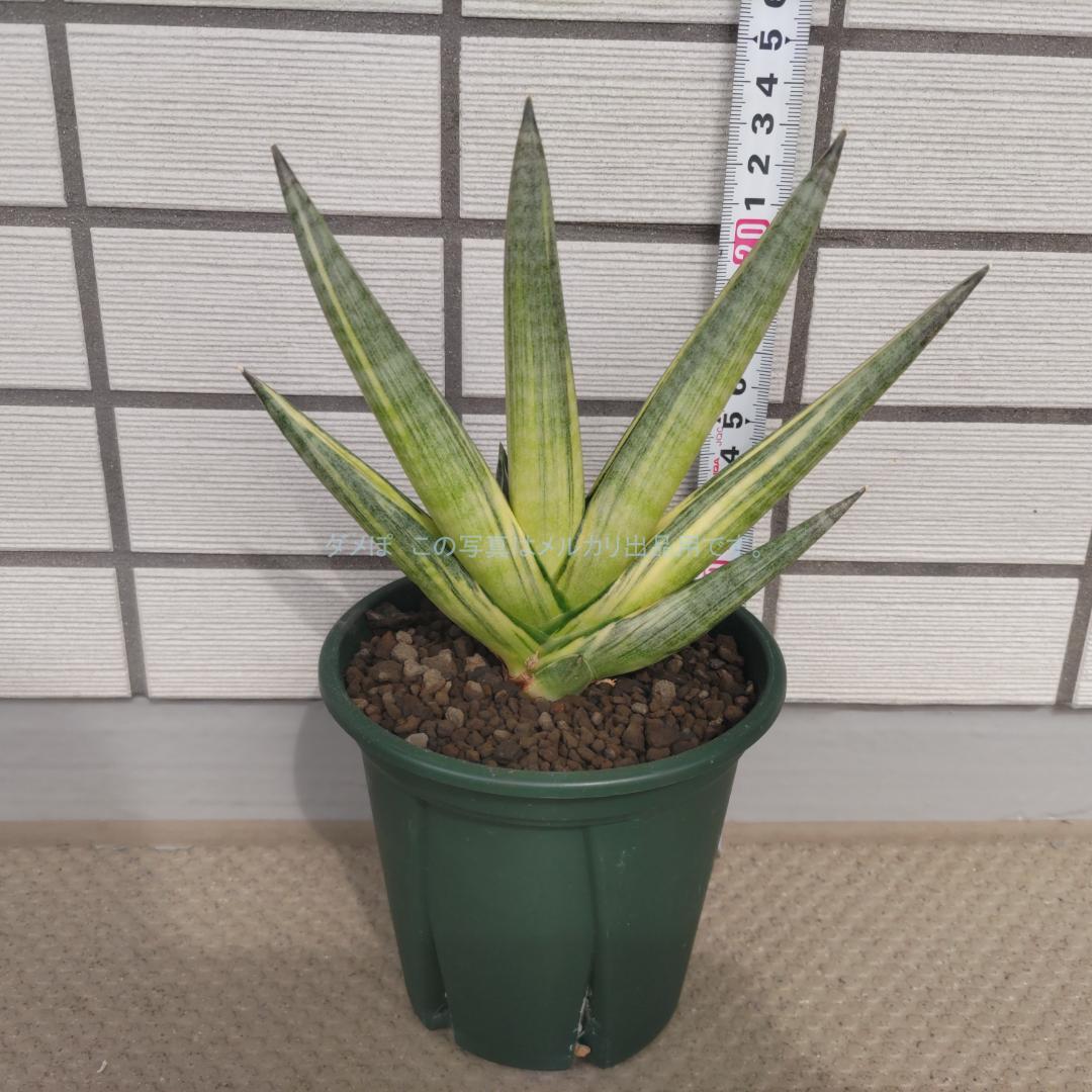 Sansevieria boncellensis Snow White（SHOUCHIKUEN