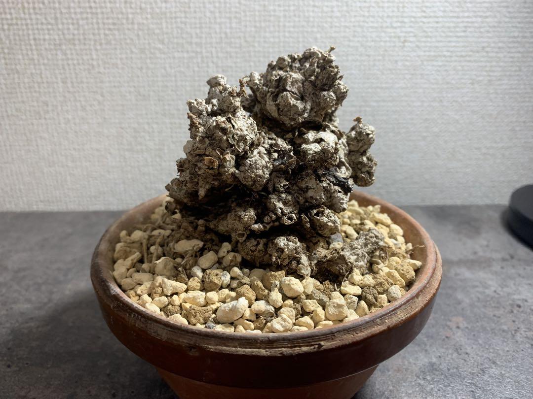 珍形　荒れ肌イボイボ　オオハマボウ　ガジュマル×2 珍形 荒れ肌イボイボ オオハマボウ ガジュマル×2 - メルカリ