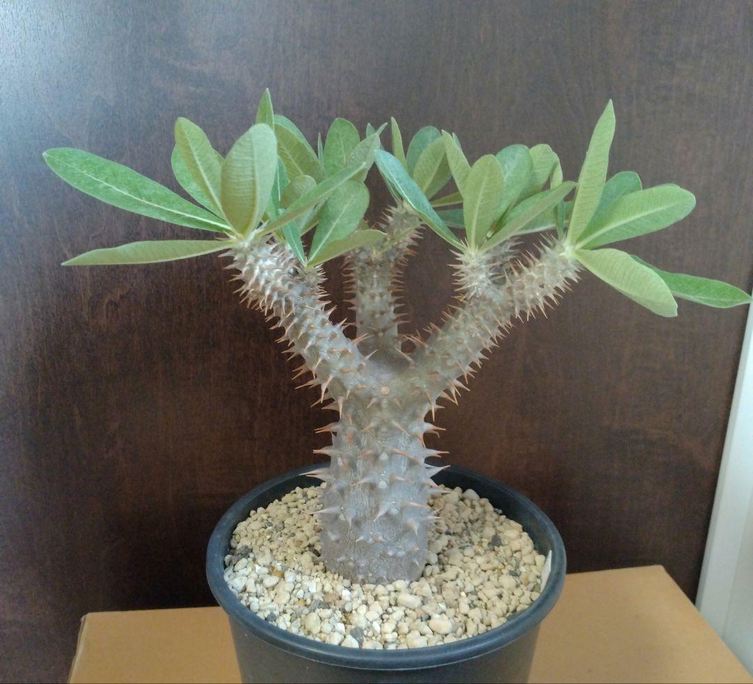 大株 パキポディウム 伊藤ハイブリッド （Pachypodium 'Itoh