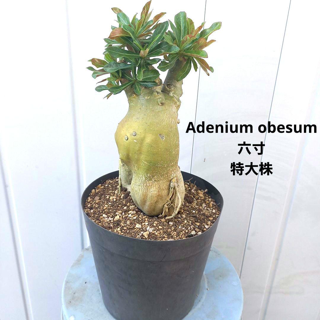塊根植物コーデックスアデニウム特大株size6寸オベスム砂漠の