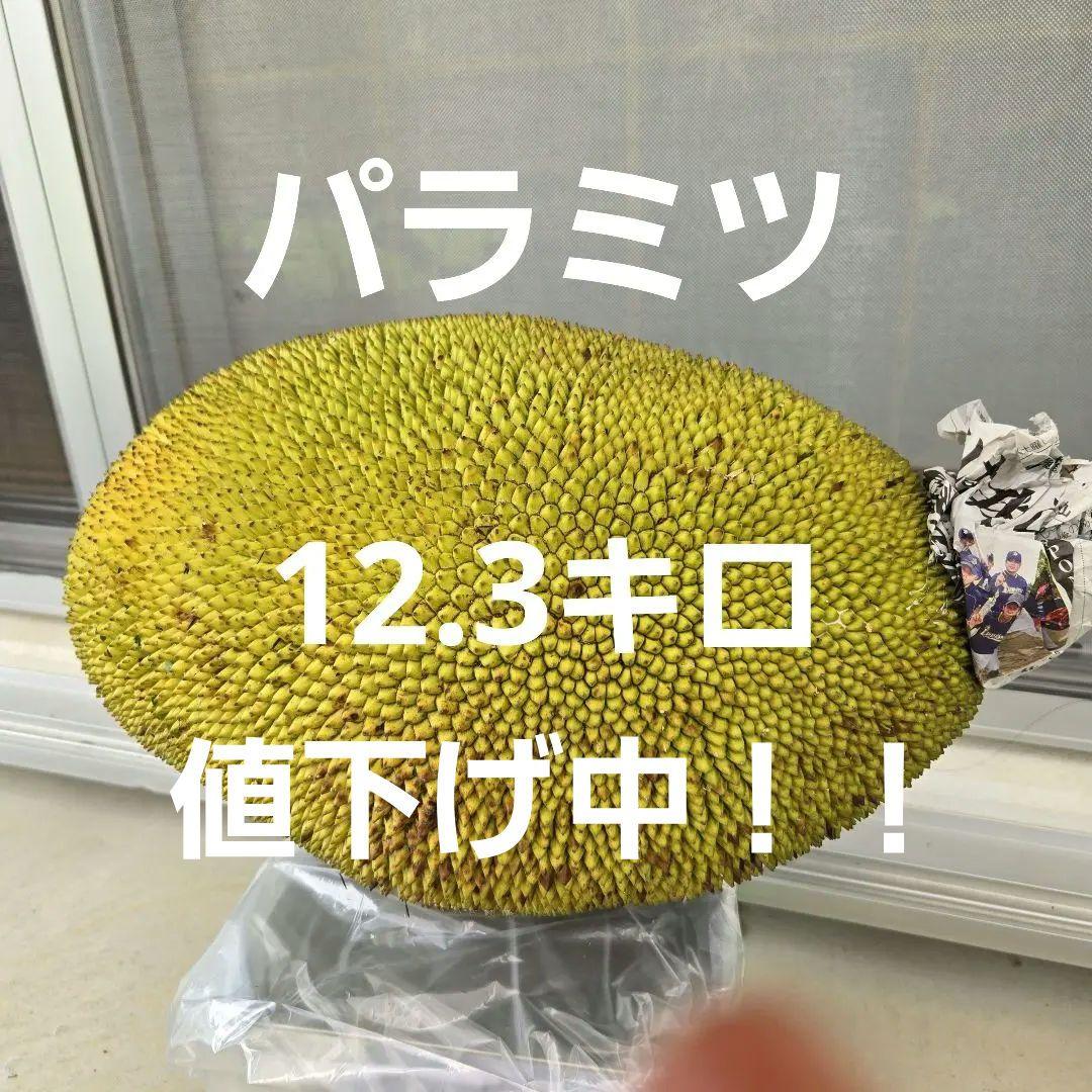 ジャックフルーツ パラミツ 12.3キロ （ジャックフルーツ