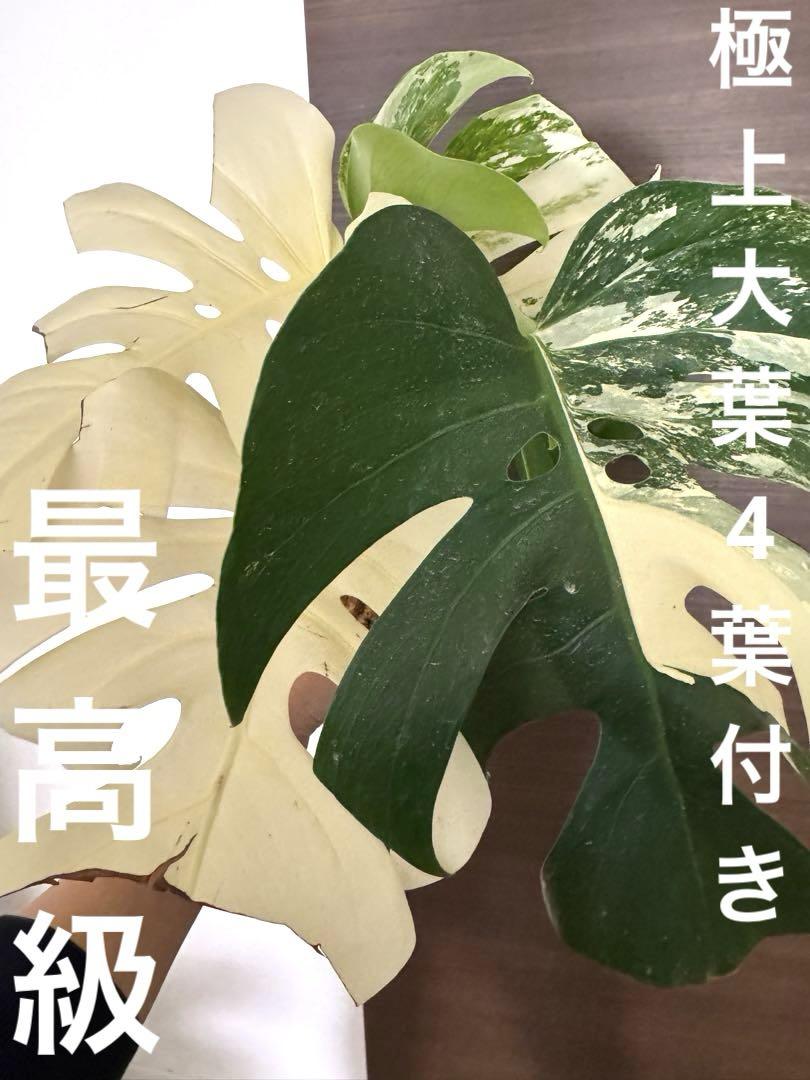 極上大葉30センチ以上！4葉付き 最上級斑入り ホワイトタイガー