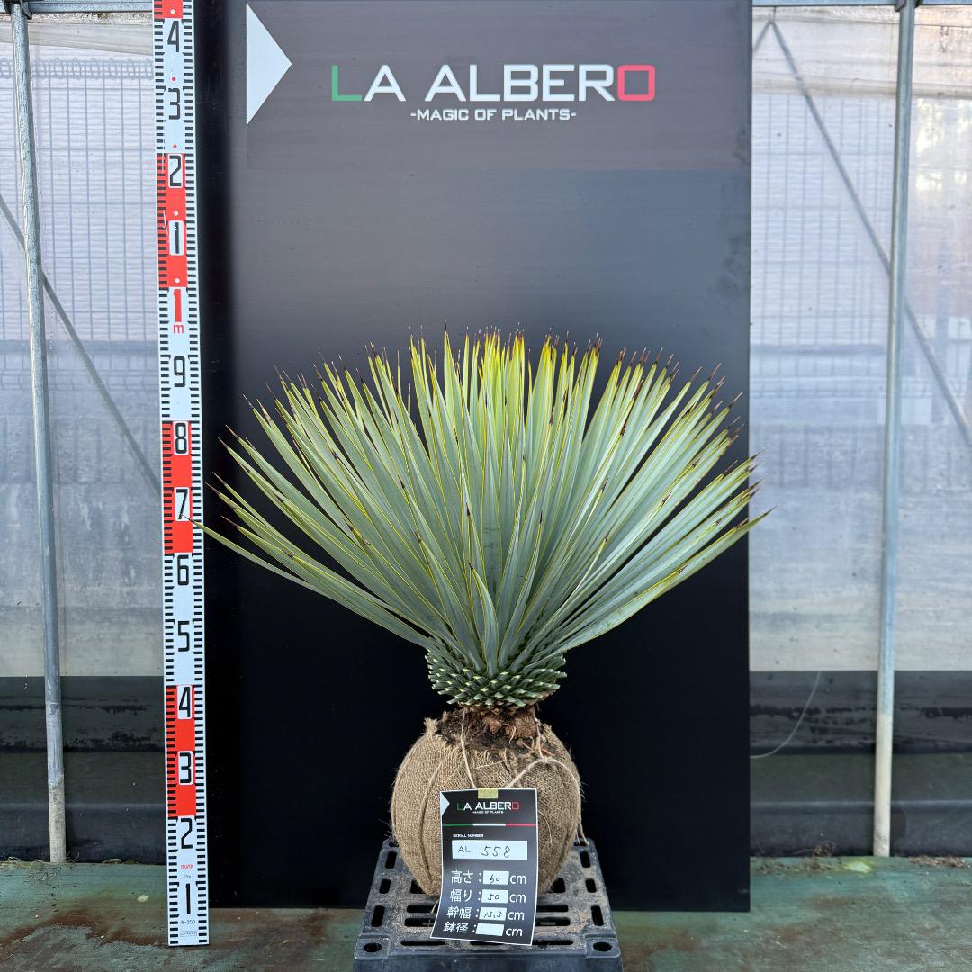 【AL822】ユッカ　ロストラータ　色白個体 AL624】ユッカ ロストラータ ホワイト個体 （種子] ユッカ